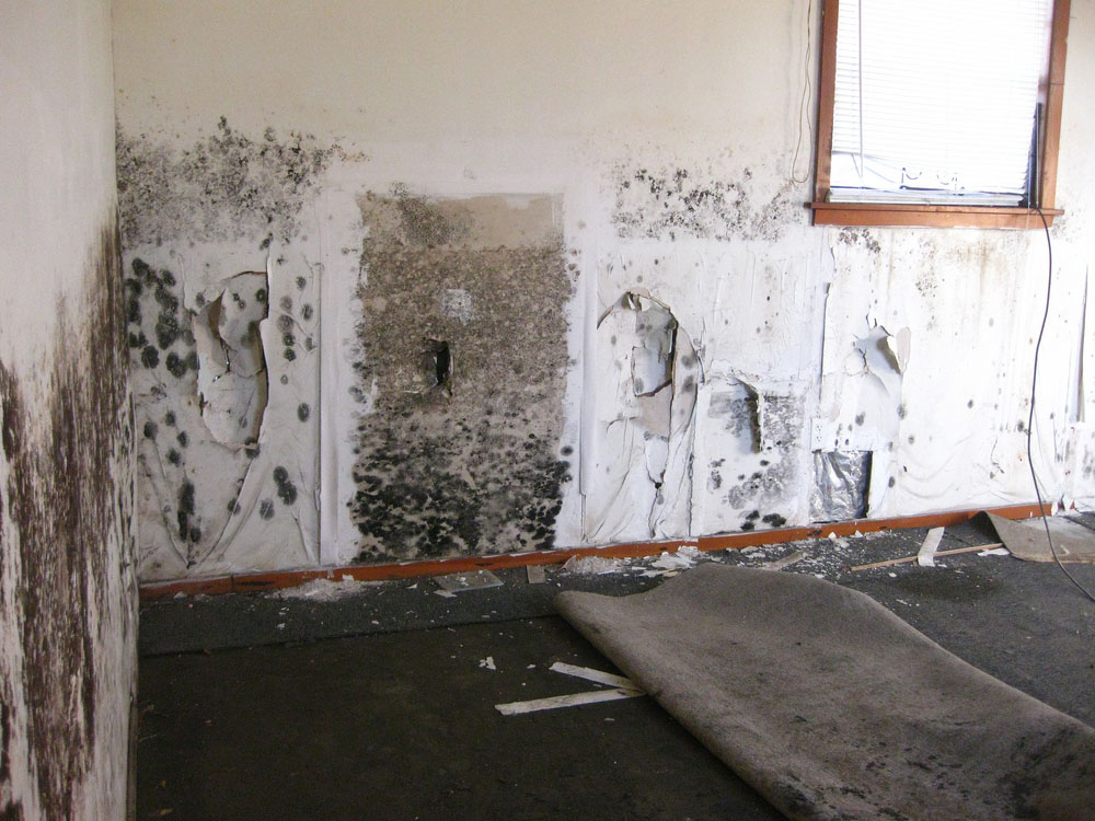 Tips for finding a trustworthy and experienced mold testing service provider